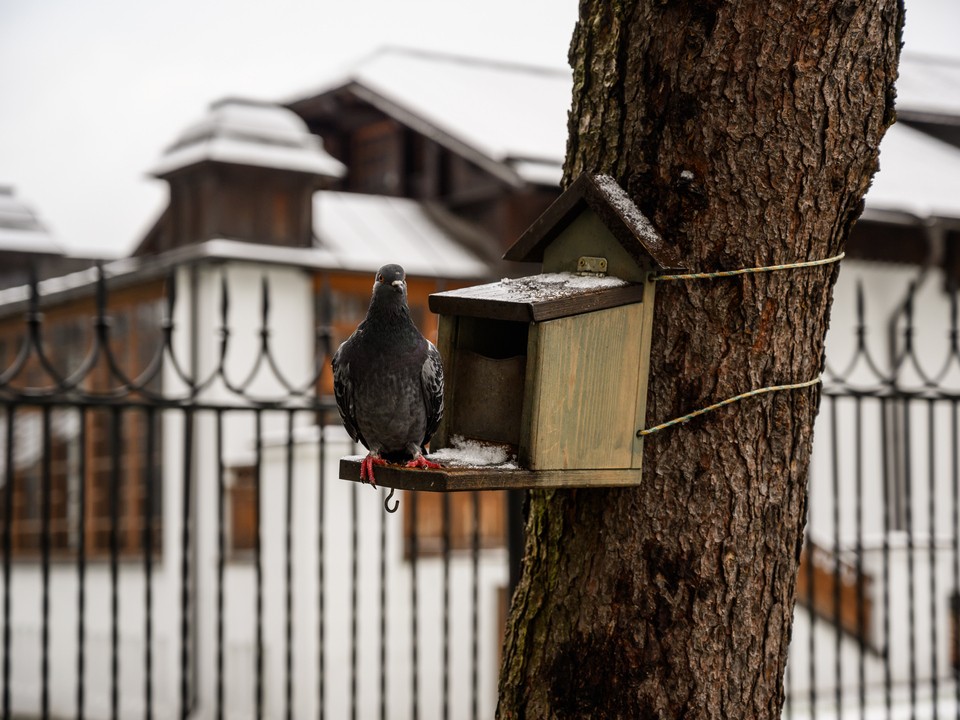 Похолодание сдвигается на день: стало известно, когда в Подмосковье резко ударят морозы