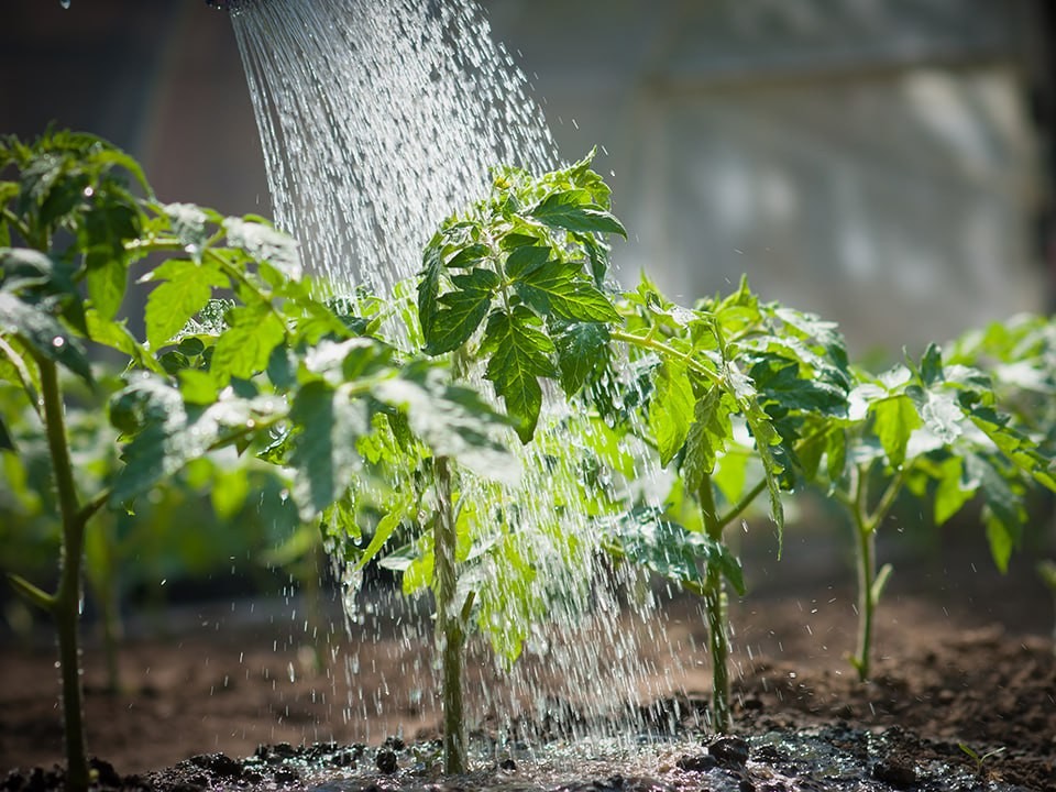Красота и яд: почему дачникам стоит держаться подальше от морозника кавказского