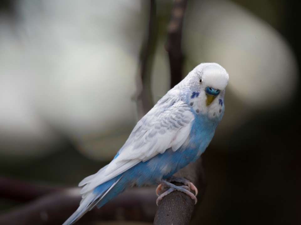 Замерзший попугай-потеряшка в Солнечногорске обрел заботливых хозяев
