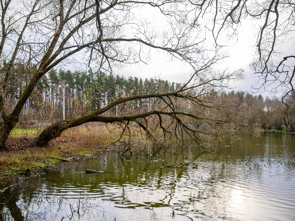 Пруд в поселке МИС очистят? Более 1200 подольчан проголосовали за преображение водоема