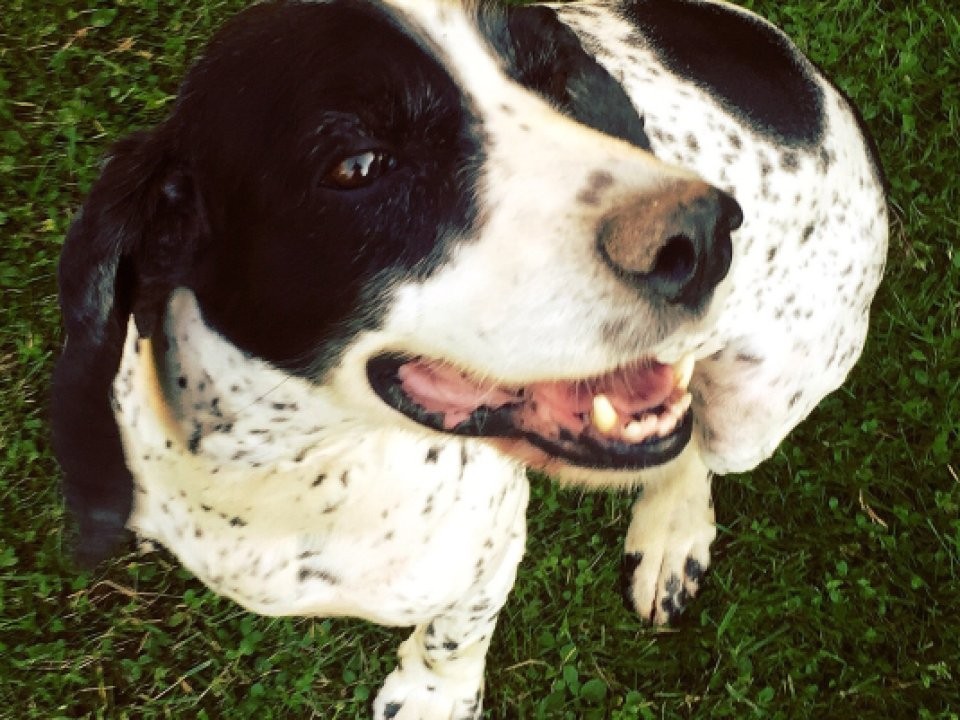 Подмосковная Панда ищет человека: трогательная история щенка, которому очень нужен дом