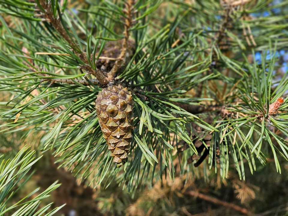 Какая погода ждет жителей Подмосковья в предстоящие выходные — 6 и 7 декабря