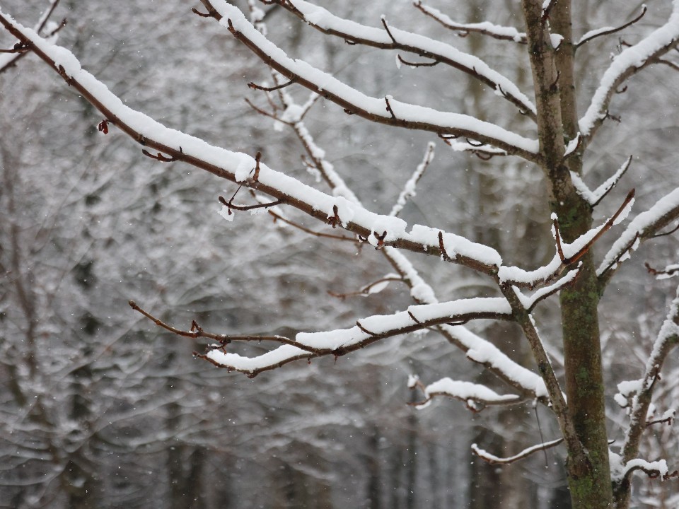 Такого декабря еще не было! Синоптик Вильфанд дал неожиданный прогноз о погоде в Подмосковье