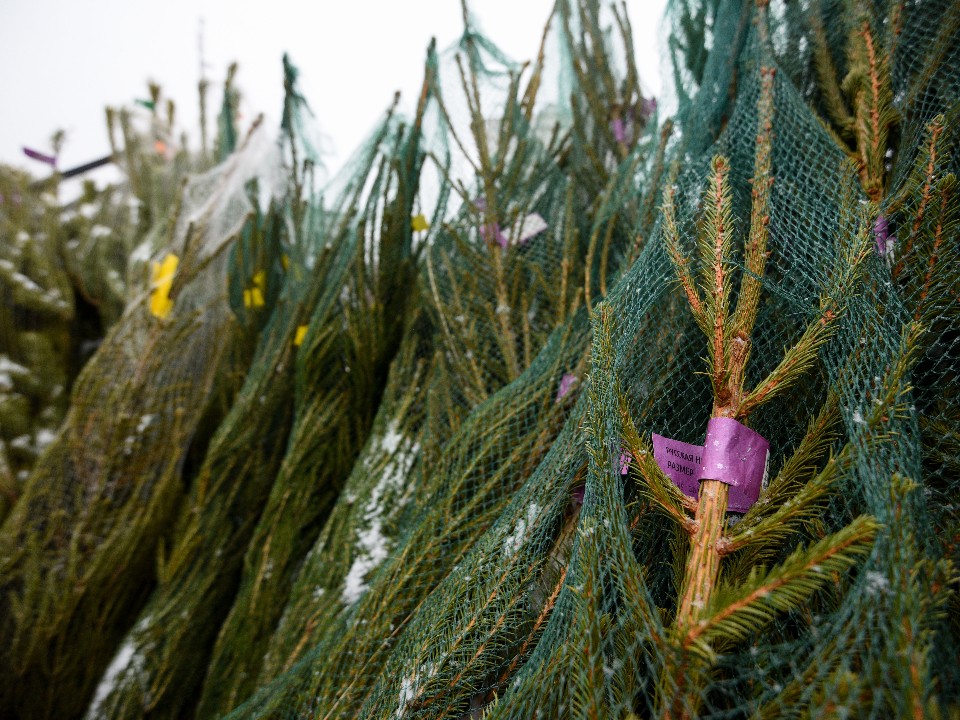 Не ставьте елку так: одна привычка заставит дерево «облысеть» за одну ночь