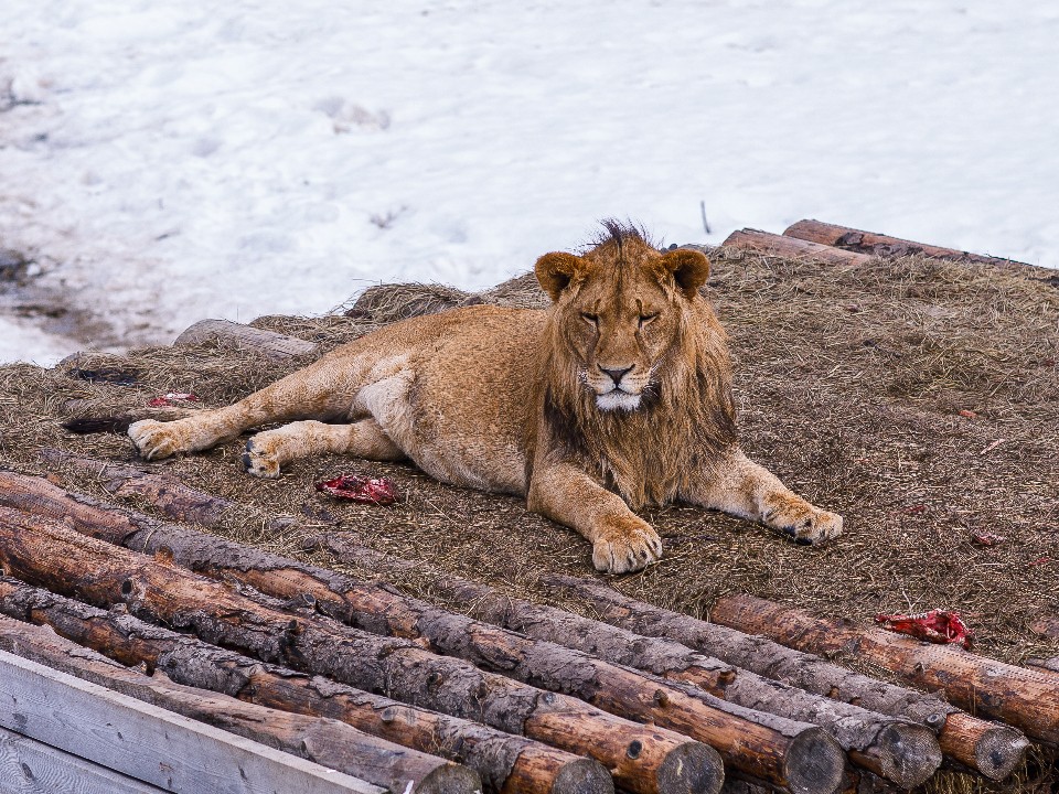 Лев, рысь и гепард освоили зимний футбол в Клину