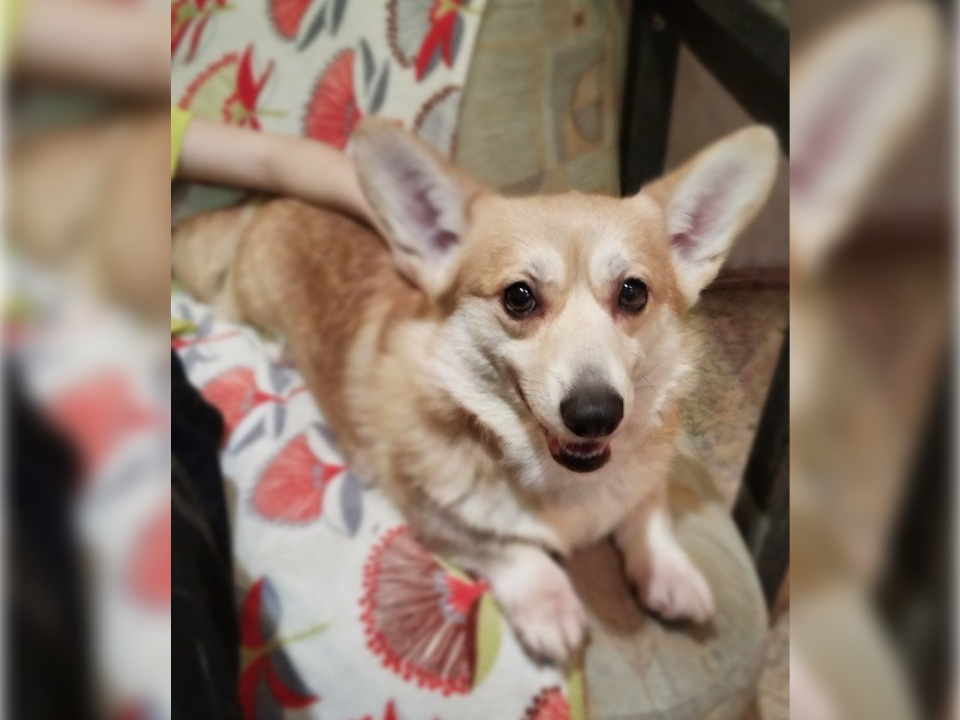 «Много рожала и о ней не заботились»: заводчики выбросили на мусорку корги в Люберцах