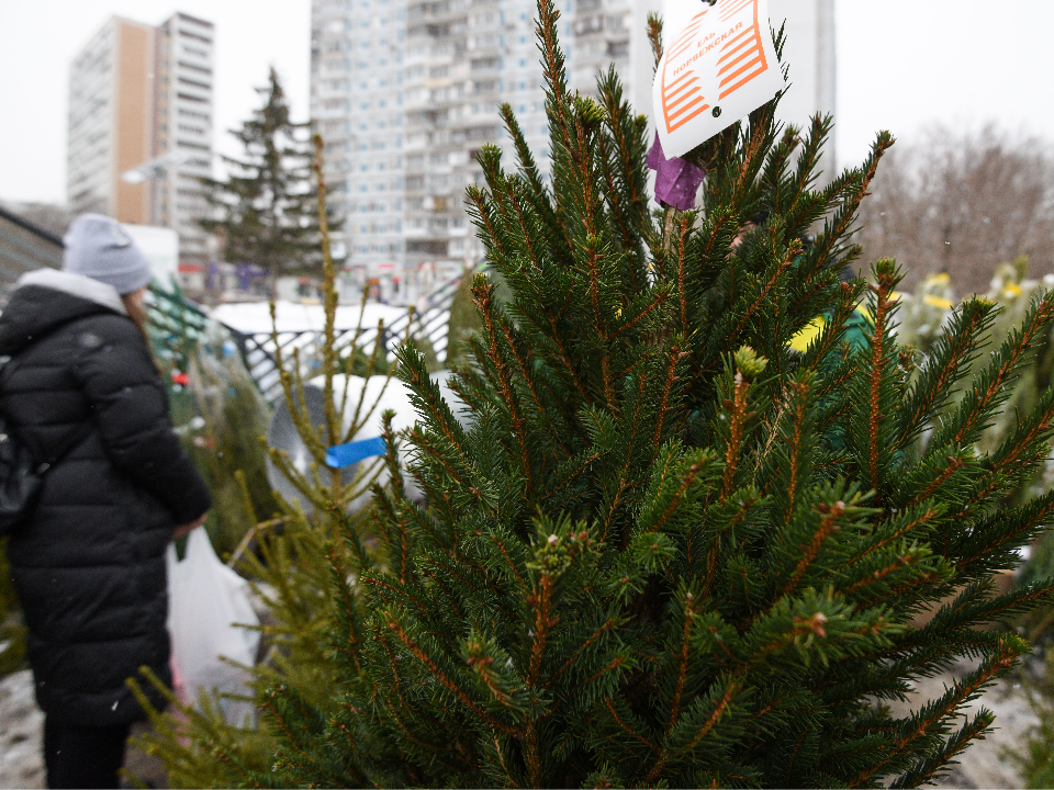 В Люберцах перед Новым годом заработают шесть елочных базаров