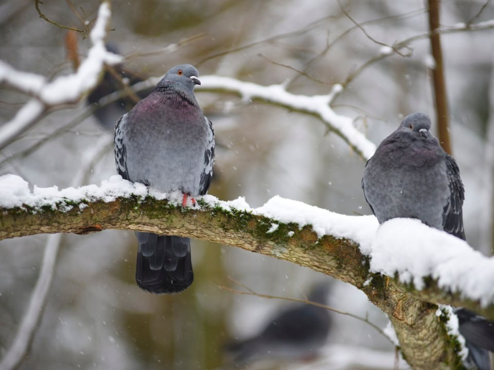 Пик холода уже близко: с этого дня в Москве и Подмосковье ударят самые сильные морозы