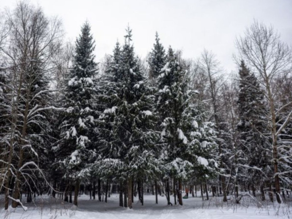 Москву и Подмосковье завалит снегом! В Новый год ожидается настоящая зимняя погода