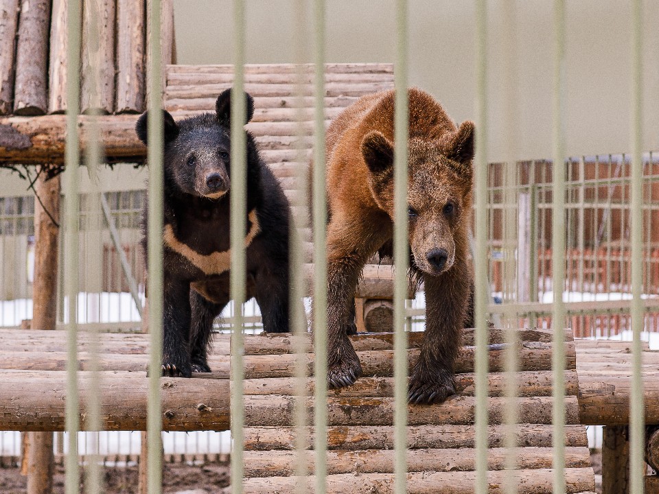 У медведей из клинского приюта «сломалась» спячка из‑за оттепели