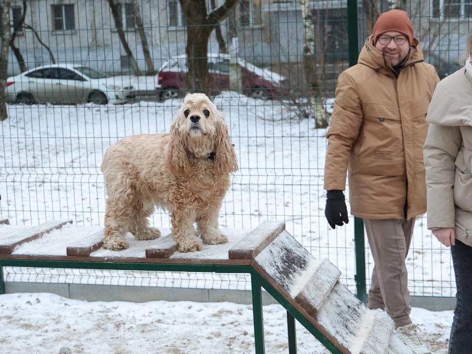 Игры, тренировки и прогулки: новую площадку для собак открыли в Балашихе