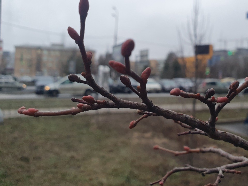 Снег опять растаял: когда жителям Подмосковья ожидать наступления настоящей зимы