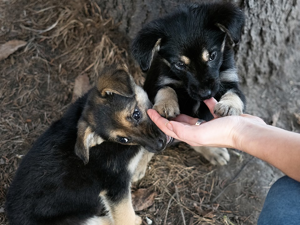 Спасенные дважды: четыре ласковых щенка ищут новый дом в Истре