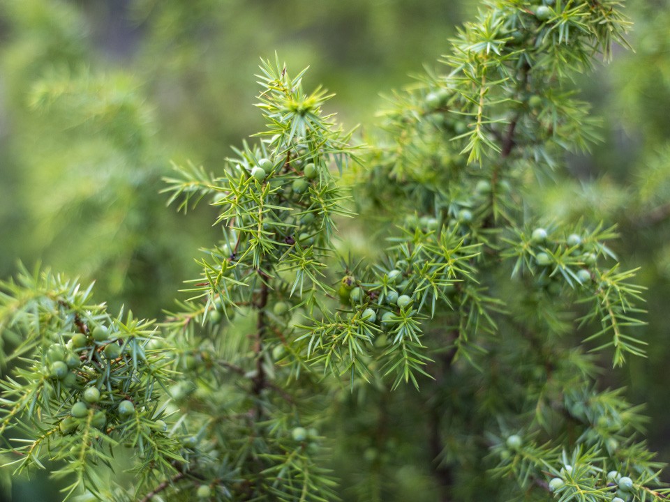 Запомните их в лицо: пять деревьев-«предателей», которые угрожают здоровью сада