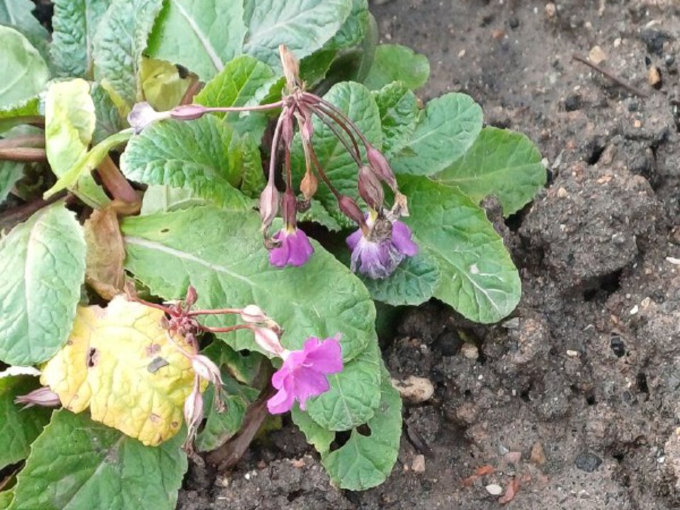 Сбой в природном календаре: синоптик сообщила о цветении примулы в Подмосковье