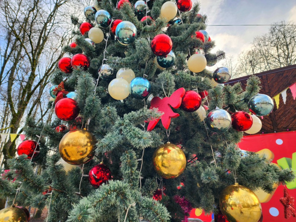 Солнечногорская красавица-елка получит шанс покорить страну