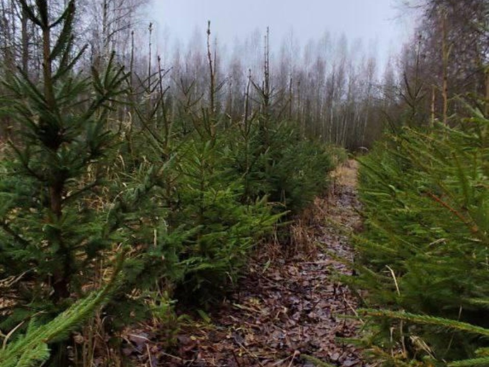 Не с базара: где в Подмосковье выбрать «ту самую» елку и забрать ее сразу