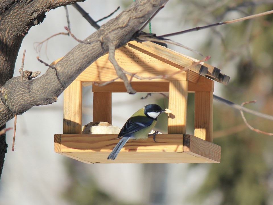 Не хлебом единым: орнитолог Анна Евсеева рассказала, чем подкармливать птиц зимой