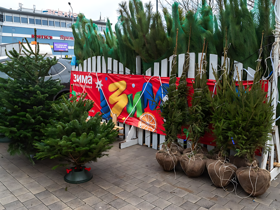 От ₽350:  в Реутове открылись елочные базары