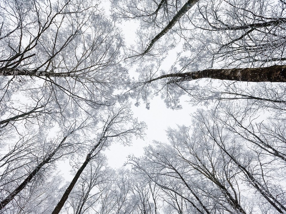 Синоптики дали точный прогноз, когда снегопады возобновятся в Подмосковье