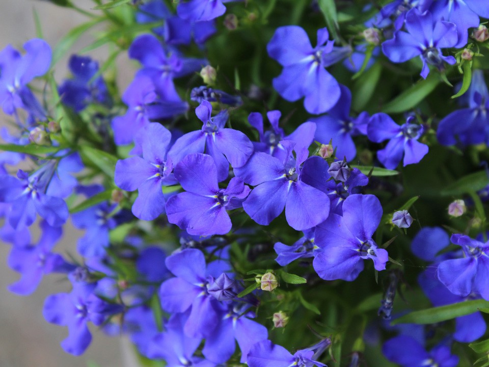 Лобелия: цветок, который утопит ваш сад в голубом цвете все лето. Как вырастить из семян?