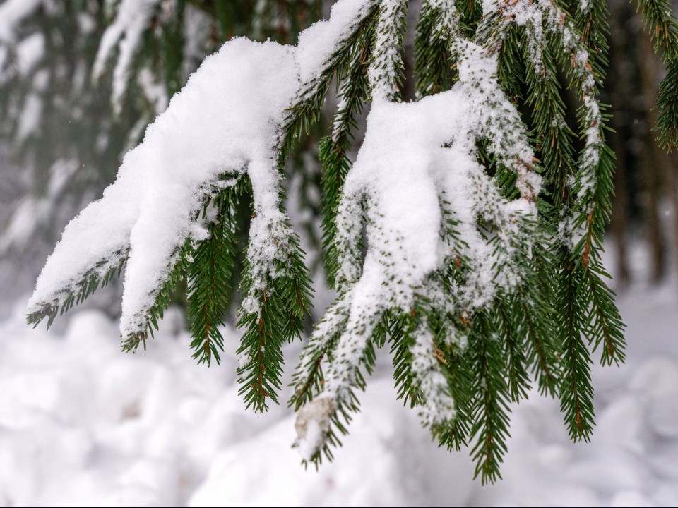 Стало известно, где в Сергиевом Посаде купить елку по цене ниже, чем на елочных базарах