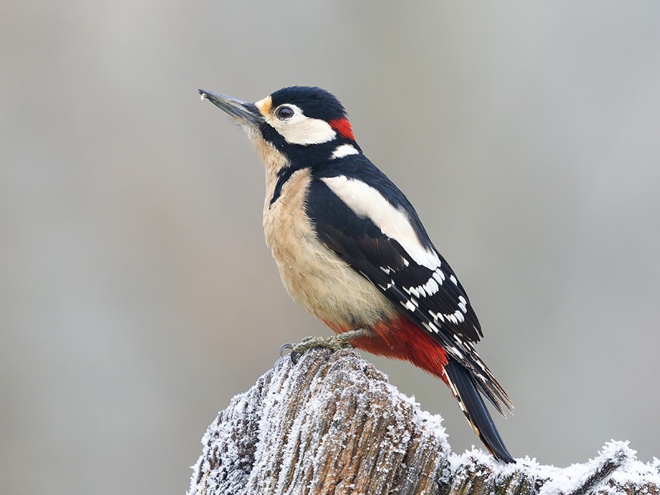 Двадцать ударов в секунду: в Балашихе заметили редкого труженика «в красной шапке»