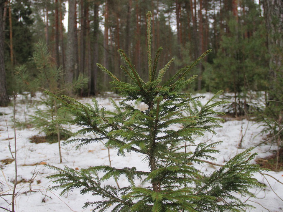 «Не руби»: егорьевские школьники напомнили, где место елкам