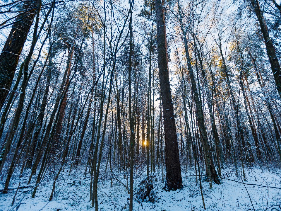 В Клину оздоровили почти весь лес