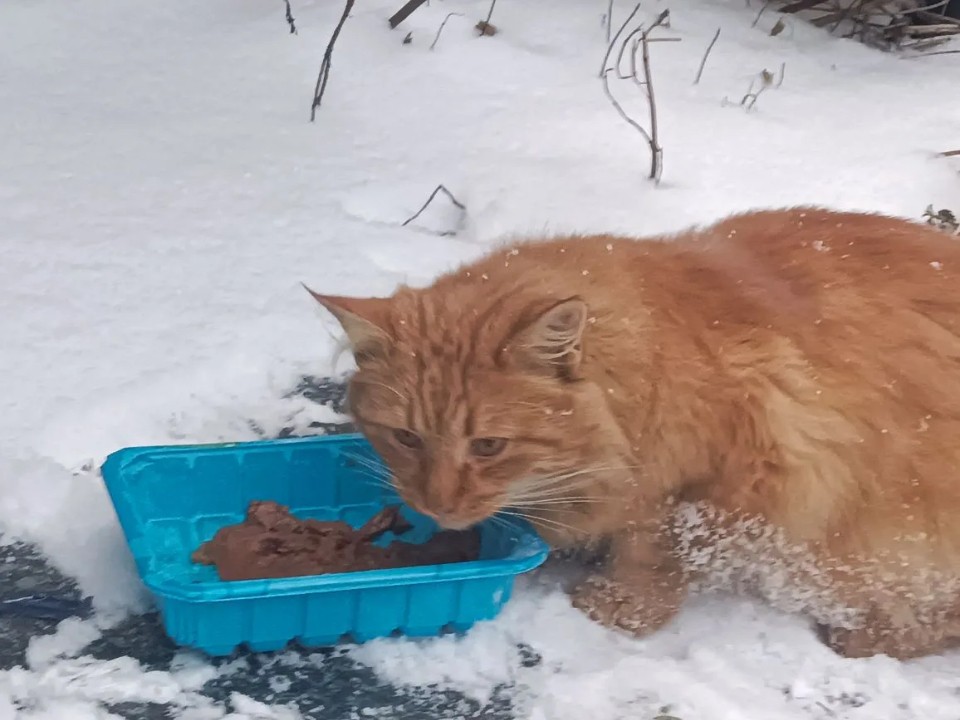 Пострадавшему от живодеров рыжему коту ищут любящих хозяев в Балашихе