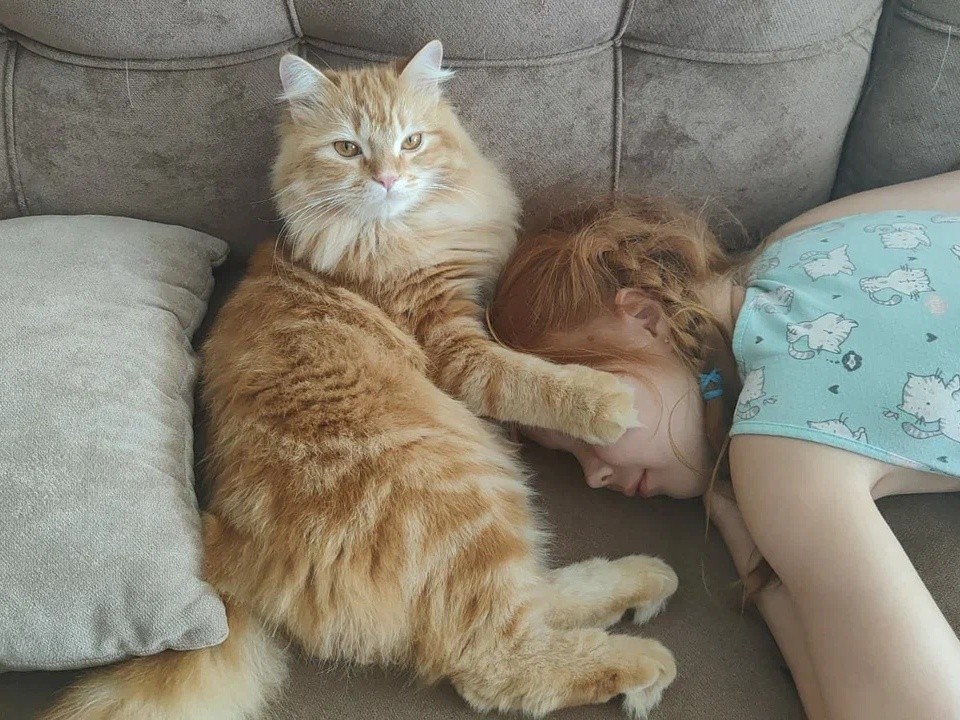 Перестаньте быть официантом для своего кота: шесть признаков, что он вами командует