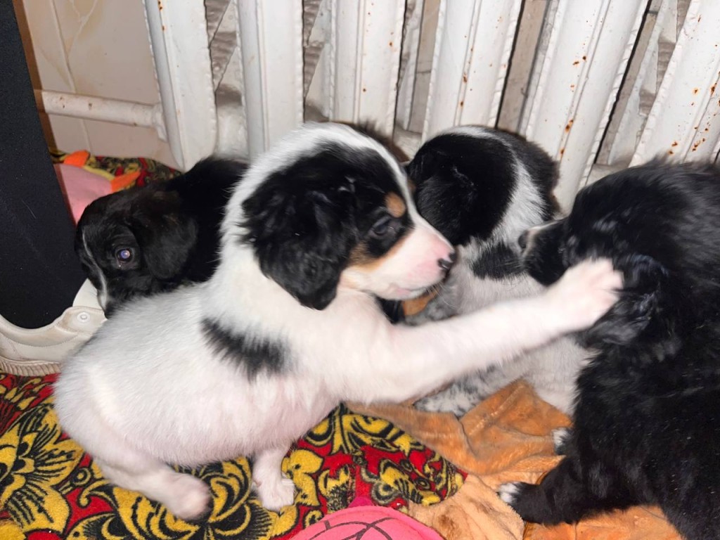 Их подбросили к храму, теперь им ищут семью — крошки-щенки ждут новогоднего чуда