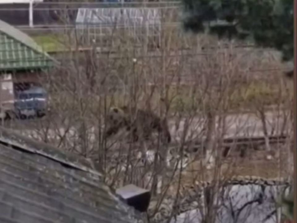 Панике отбой! Новость о блуждающем по деревне под Химками медведе оказалась фейком