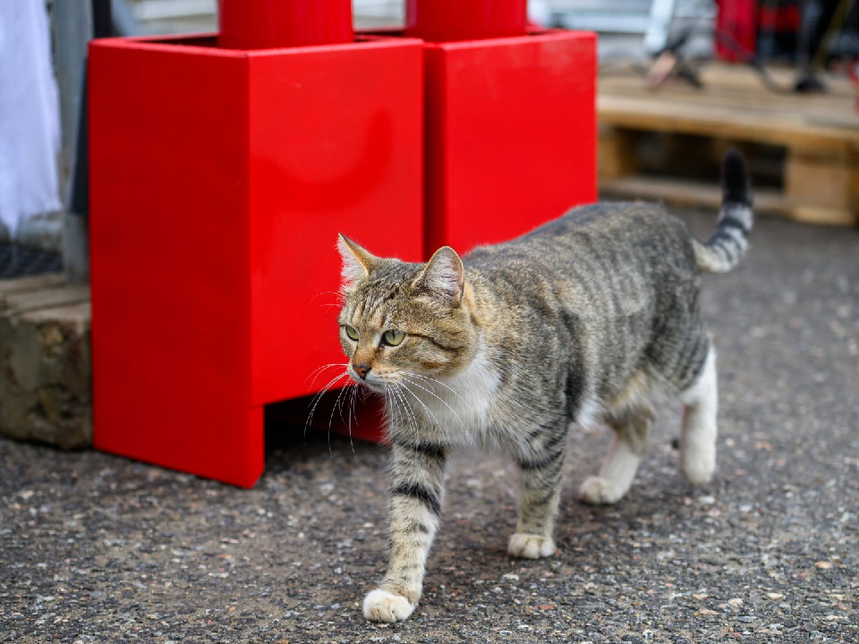 Прибыль растет, как на дрожжах: кота Василия назначили директором автосервиса в Дмитрове