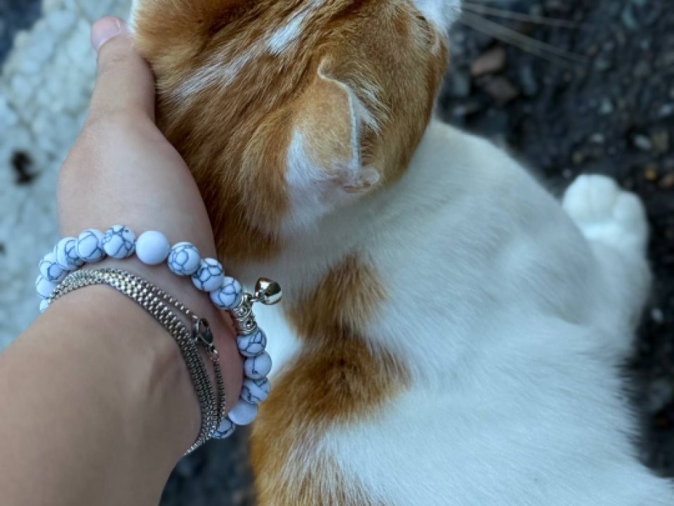 В Дедовске найдут новые любящие семьи для котов и кошек, оставшихся без дома