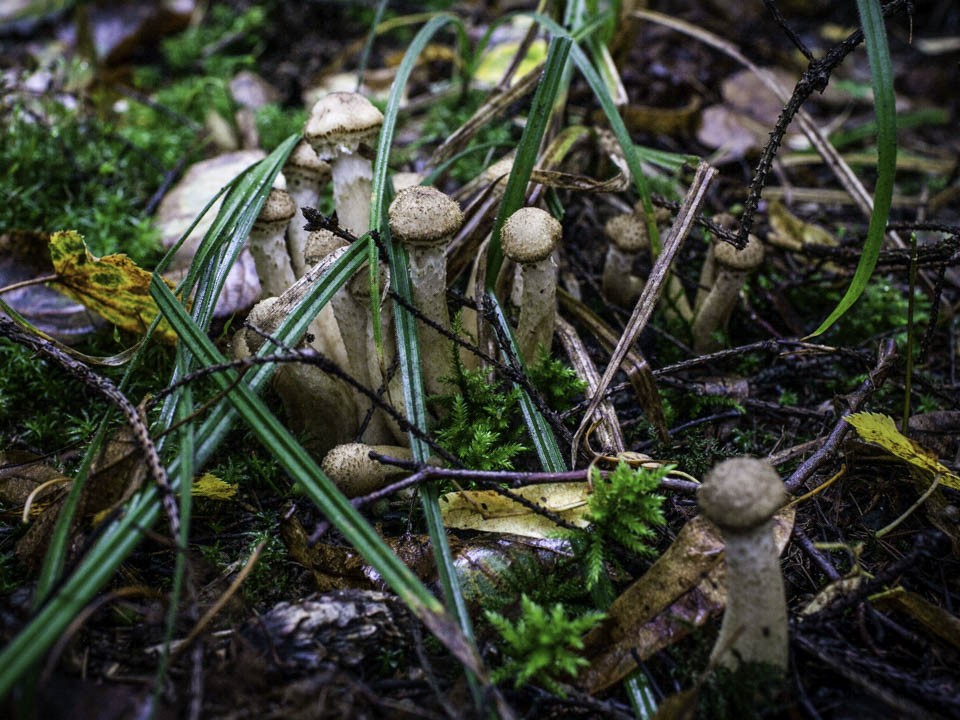 Лучшие грибные места Подмосковья 2024