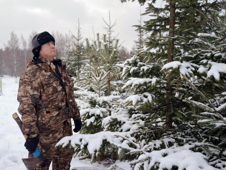 Операция «Елочка-2025»: незаконная рубка зеленых красавиц в лесах Подольска влетит в копеечку