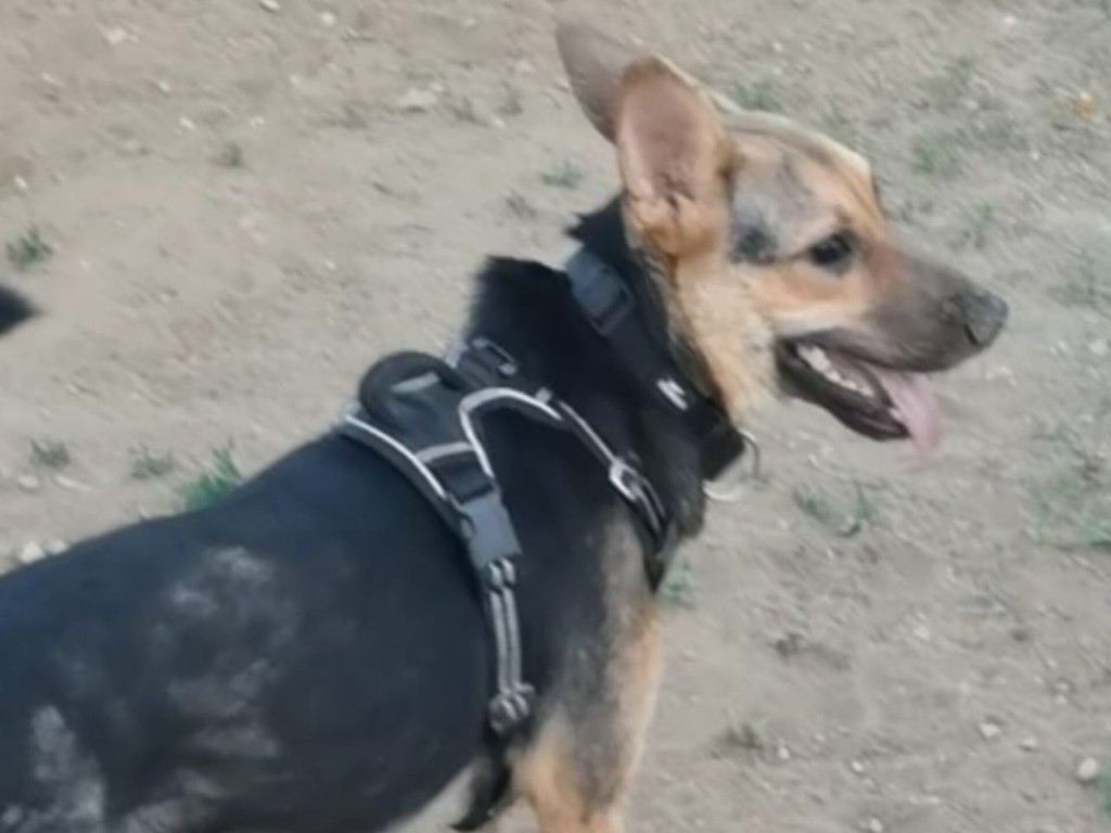 «Помогите найти Луну!»: в Талдоме разыскивают любимицу семьи — дворняжку с невероятной добрым сердцем