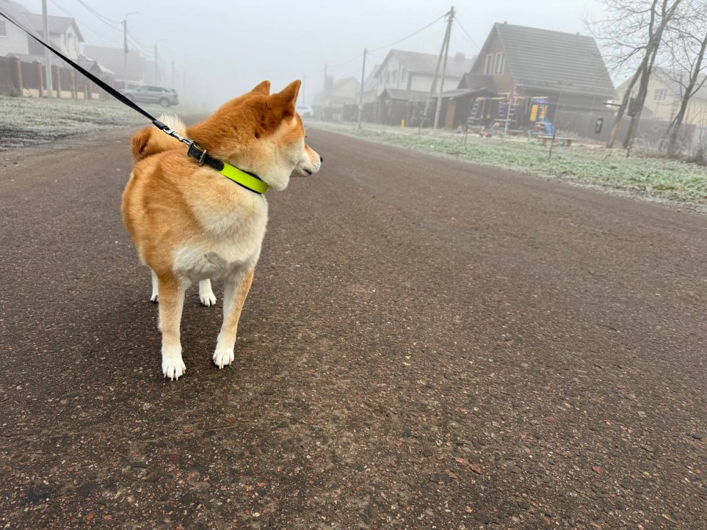 Видимость до 200 метров: как вести себя в условиях тумана
