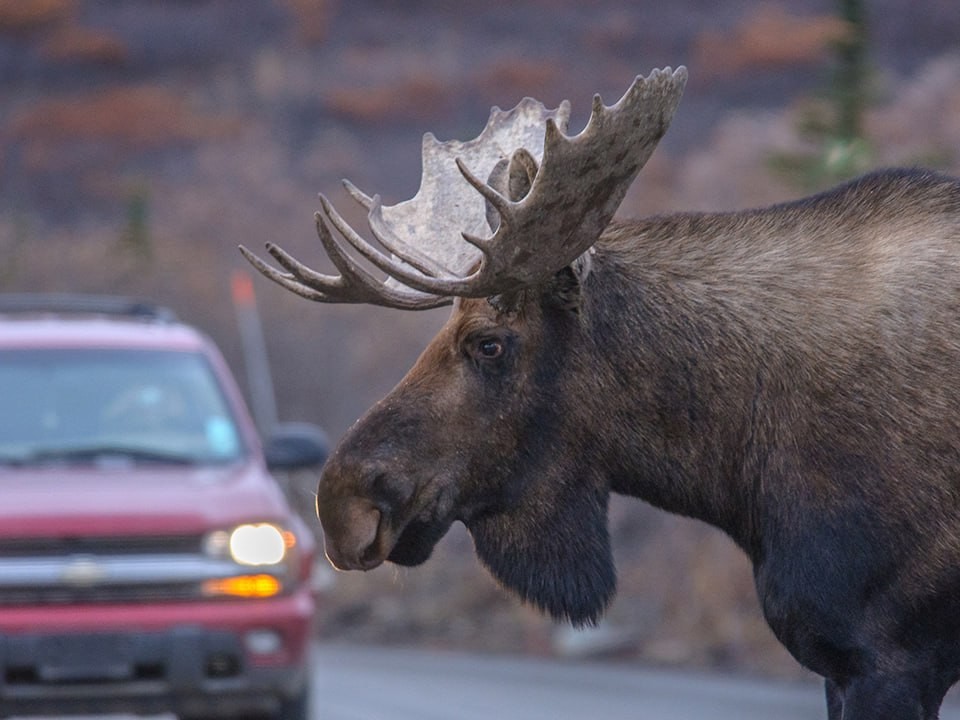 Встреча с дикой природой: под Солнечногорском лось стал причиной ДТП