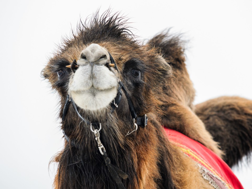 Галоп и рекорды скорости: верблюды удивили жителей Волоколамска