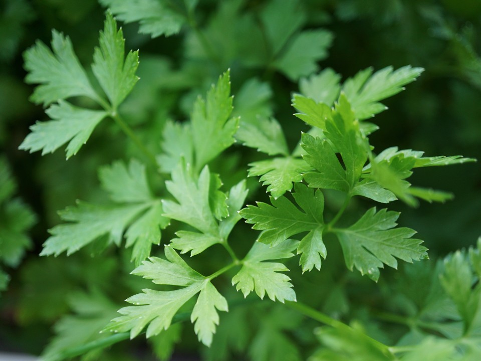 В Орехово-Зуеве дачники собирают с грядок декабрьский урожай петрушки
