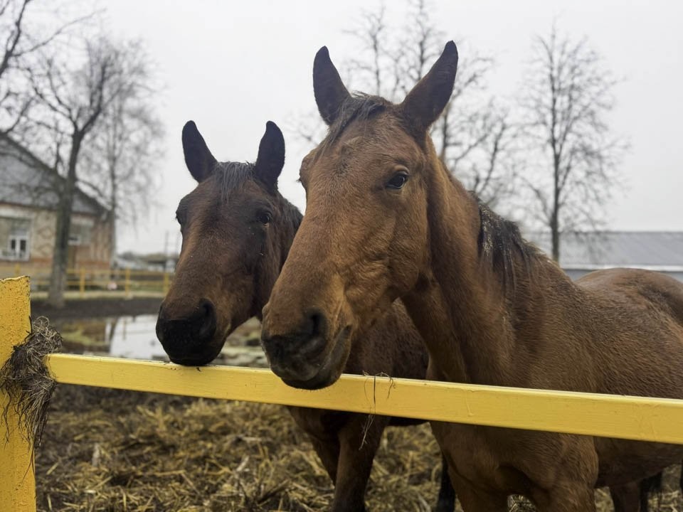 Прогулки на лошадях — не развлечение: эксплуатацию животных в городах потребовали запретить