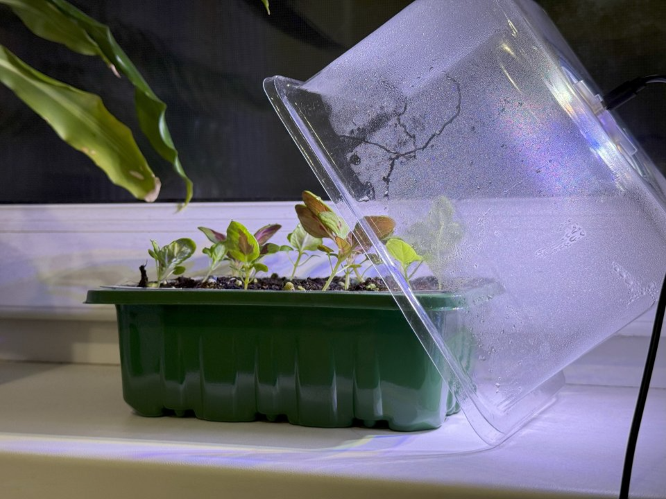 Продуктивный огород на подоконнике: что можно вырастить зимой в квартире, рассказал жуковский дачник