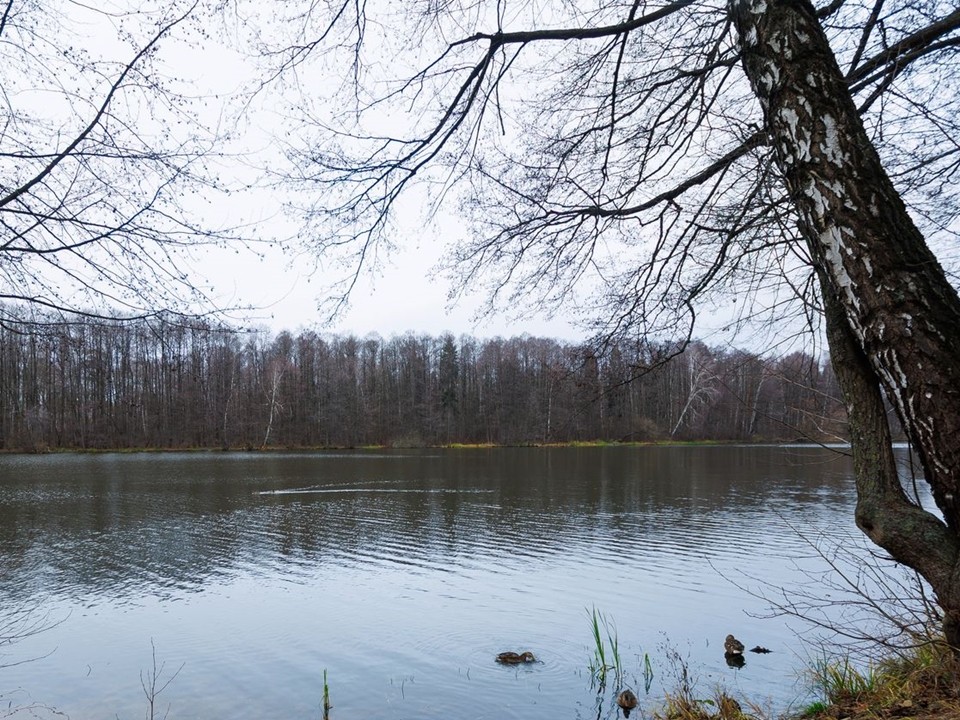 После жалоб на мертвую рыбу в Шепилове началась масштабная проверка пруда