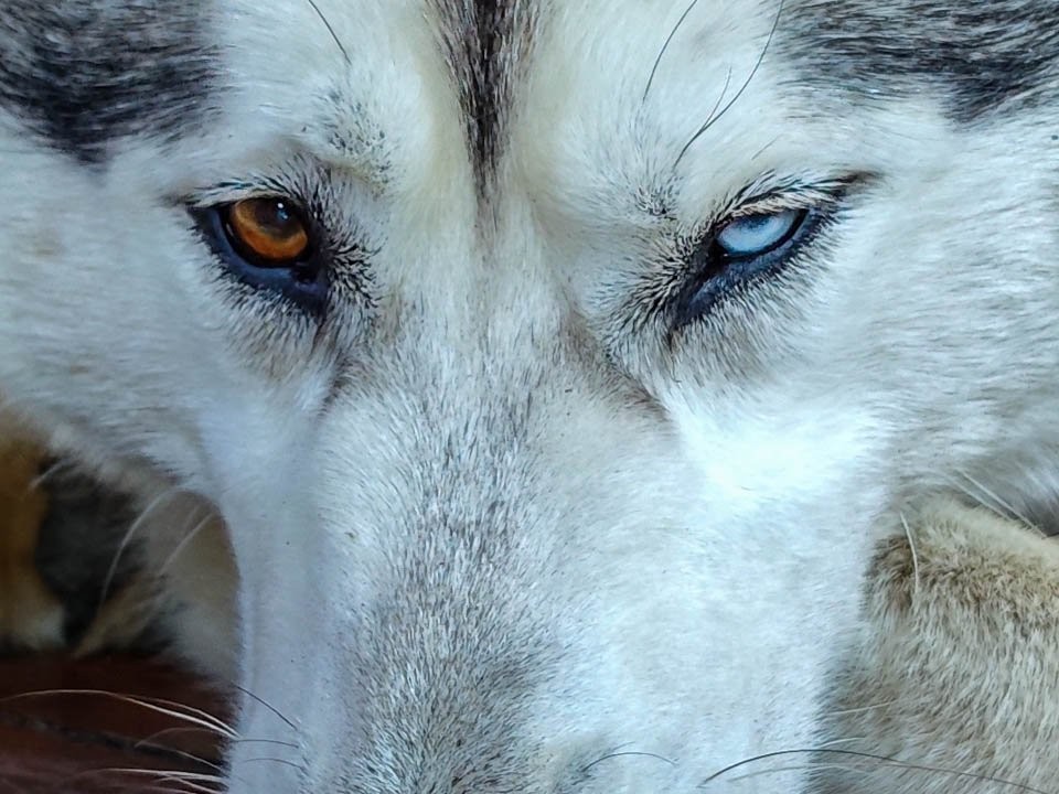 Жителей Дедовска попросили помочь найти хозяина хаски в СНТ «Ветеран»