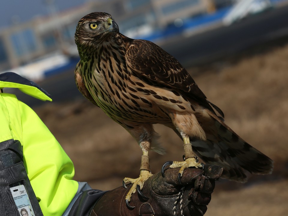 Живой страж взлетной полосы: ястреб-тетеревятник охраняет самолеты в подмосковном аэропорту