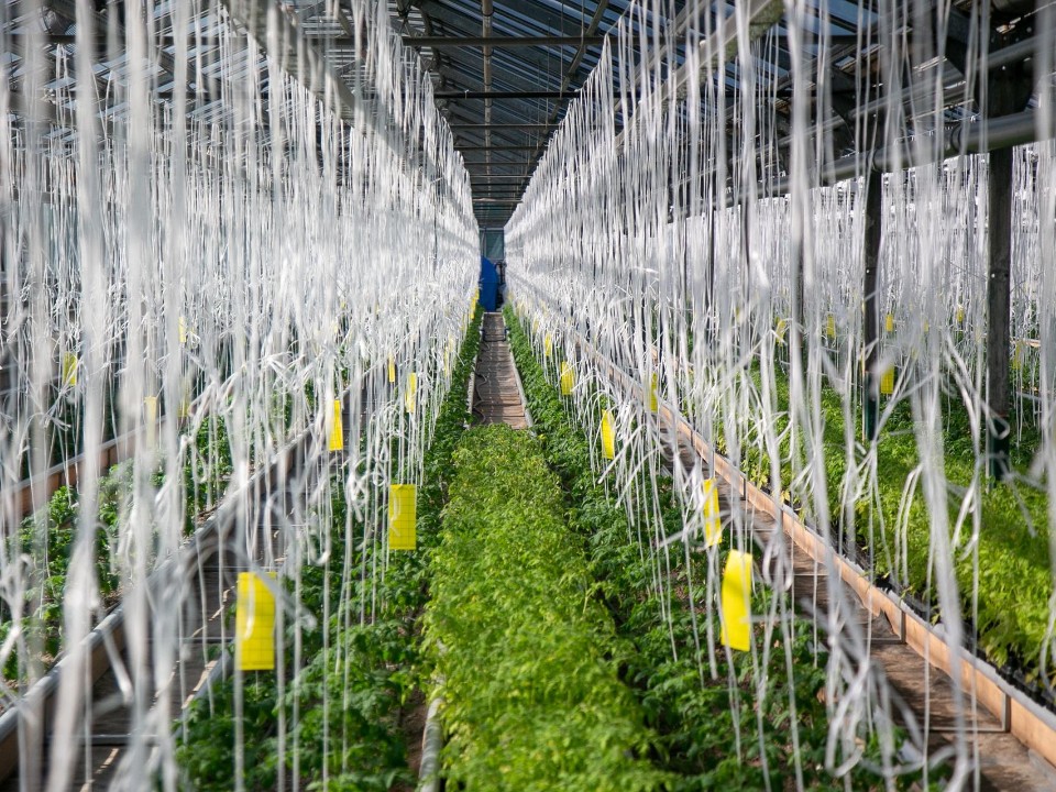 Куда текут бюджетные реки: как выделенные миллиарды перевернут жизнь подмосковных аграриев