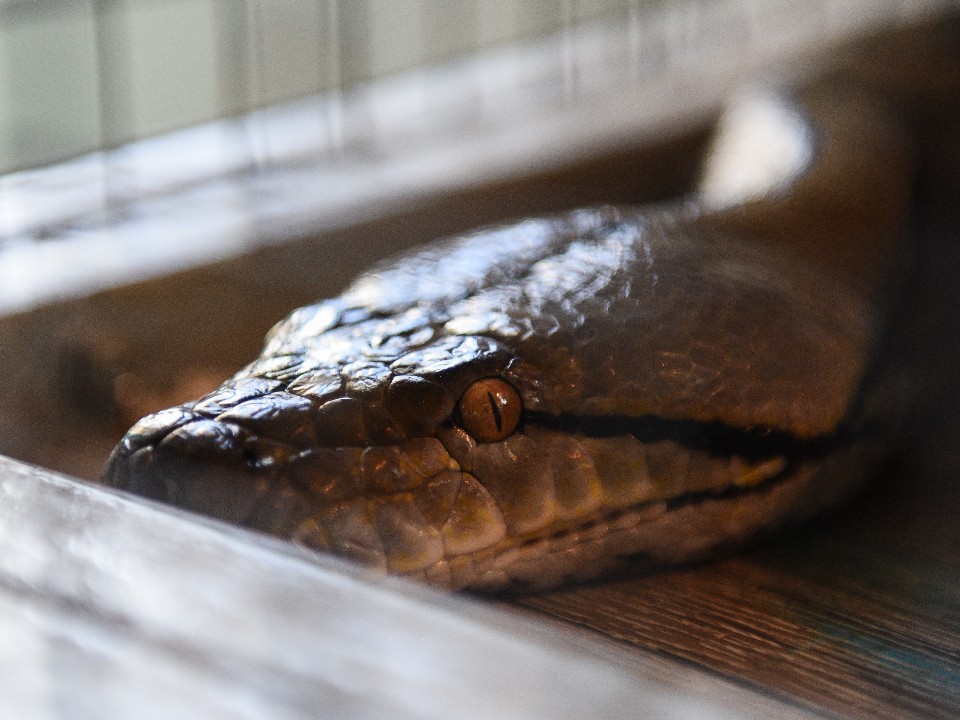 Не смертельно, но опасно: как яд домашней змеи едва не привел к анафилактическому шоку у москвички