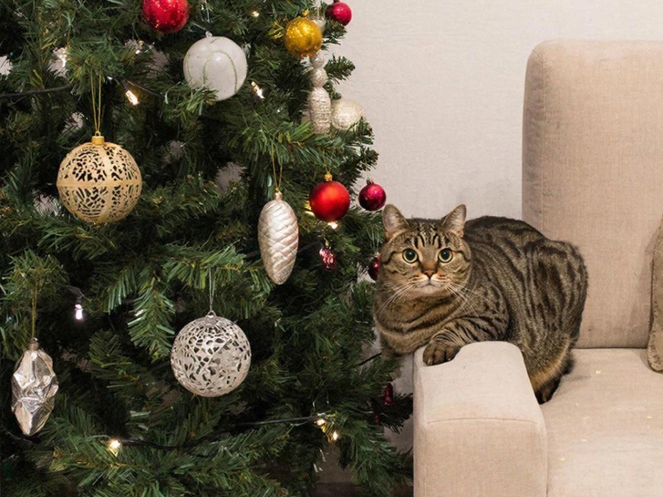 Сидит под елкой и грустит: какое новогоднее украшение может убить питомца в считаные часы